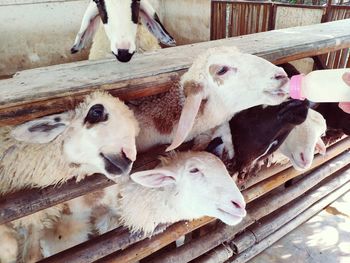 High angle view of sheep in pen