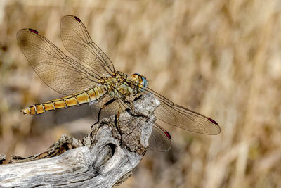 Close-up of dragonfly on plant