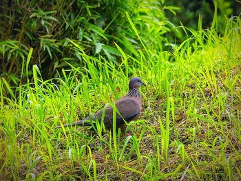 Plants on grassy field