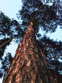 Low angle view of trees against sky