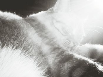 Close-up of cat