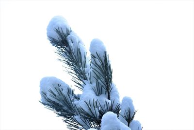 Close-up of feather against white background