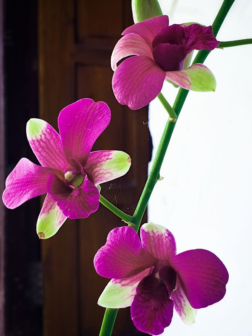 CLOSE-UP OF PINK ORCHIDS