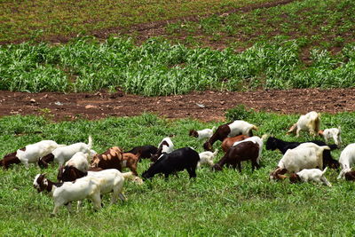 Sheep in a field