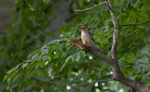 Low angle view of bird perching on branch