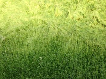 Full frame shot of wheat field