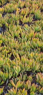 Full frame shot of succulent plant in market