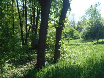plant