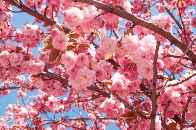 Low angle view of cherry blossom