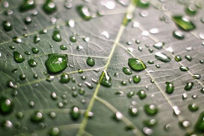 Full frame shot of raindrops on leaves