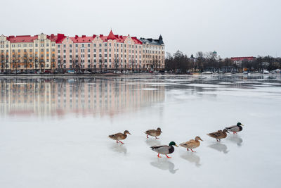 Ducks by frozen lake against buildings in city