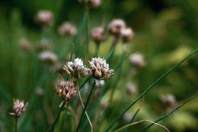 Close-up of wilted flowering plant on field