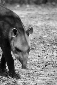 Close-up of horse on field