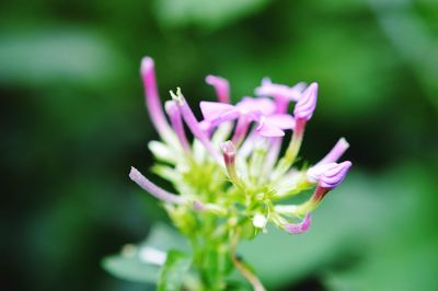 Close-up of pink flowers