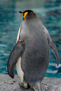 Close-up of a bird