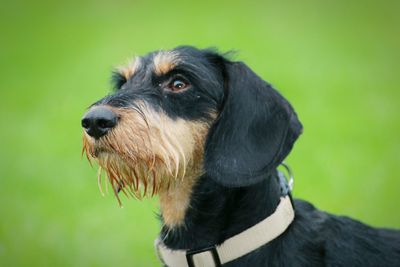 Close-up of a dog looking away