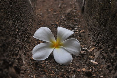 Close-up of white flowering plant