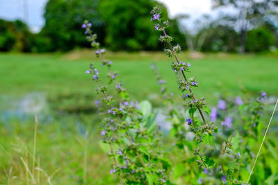 Close-up of purple flowering plant on field