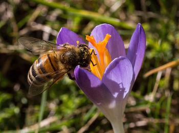 Close-up of insect on flower