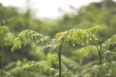 Close-up of wet plant