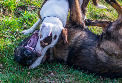 Dogs playing on grassy field