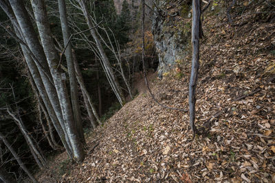 View of trees in forest