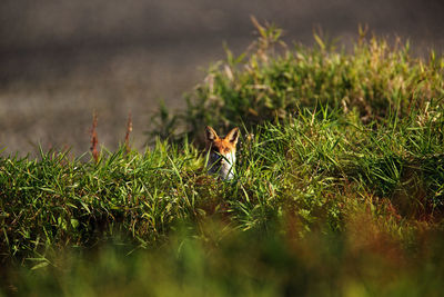 Fox on the river, the drava, croatia