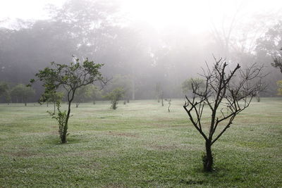 Trees on field against sky