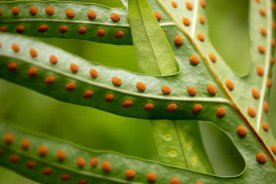 Fern leaf with red dot spores overlapped by another fern leaf