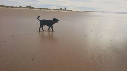 Dog standing on beach against sky