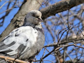 Close-up of bird perching on branch