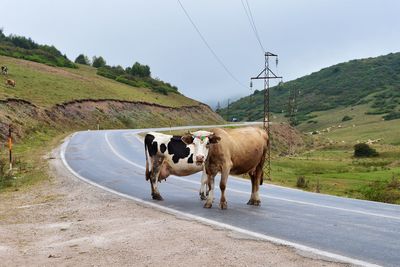 View of cows on road