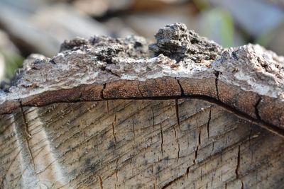 Close-up of log on tree trunk
