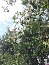 Low angle view of flower tree against sky