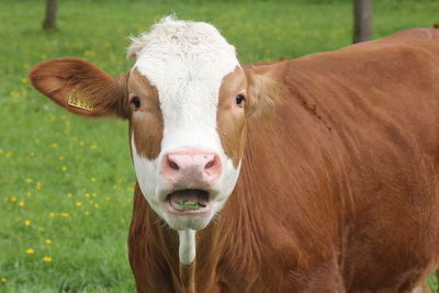 Portrait of cow