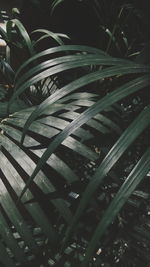 Full frame shot of palm leaf