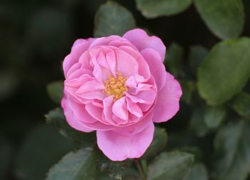 Close-up of pink rose flower