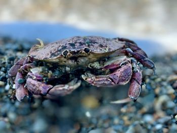 Close-up of crab