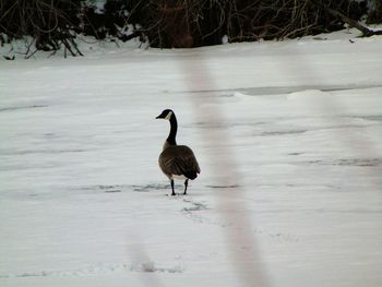 Bird on a beach