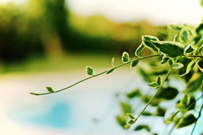 Close-up of fresh green plant