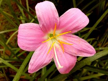 Close-up of wet pink flower blooming outdoors