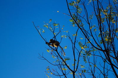 Low angle view of bird perching on tree against sky