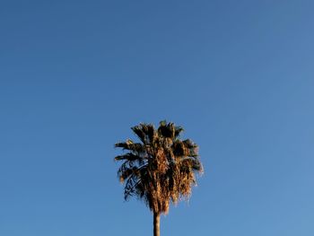 Low angle view of trees against clear blue sky