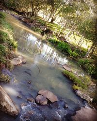 Scenic view of river amidst trees