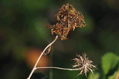 Close-up of wilted plant