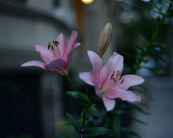 Close up image of pink lily