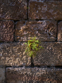 Close-up of stone wall