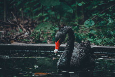 Black swan swimming in lake