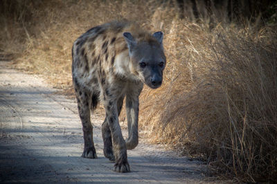 Hyena walking on dirt road in forest at kruger national park