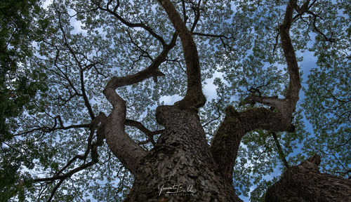 Low angle view of trees in forest